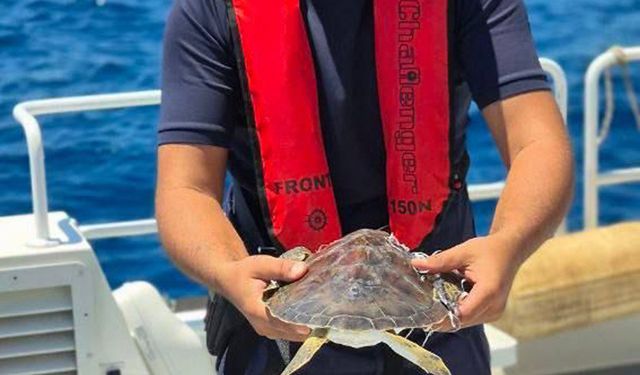 Çuvala dolanan deniz kaplumbağası kurtarıldı