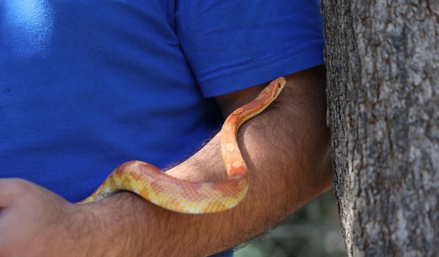 Doğal Yaşam Parkı'nda Dünya Yılan Günü etkinliği