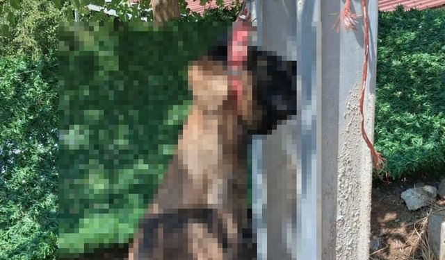 Evin avlusundan çalınan köpek, elektrik direğinde asılı halde ölü bulundu