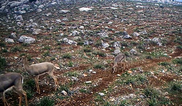 Hatay'da dağ ceylanları fotokapanla görüntülendi