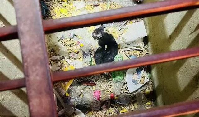 Hatay'da kanalizasyona düşen kedi kurtarıldı