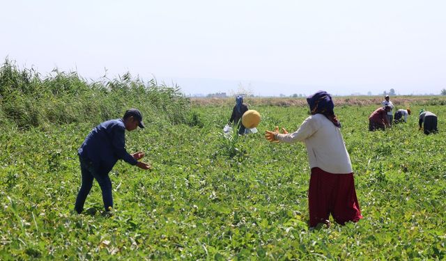 HBB'den vatandaşlara 100 ton kavun
