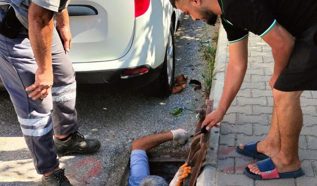 Kanalizasyona düşen kedi kurtarıldı
