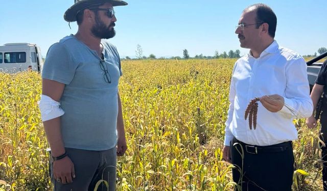 Osmaniye'de kuş yemine yönelik 'dal darı' hasadı başladı; kilosu tarlada 4 dolara ihraç edildi