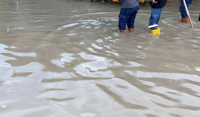 Osmaniye'de sağanak ve fırtına; ağaçlar devrildi