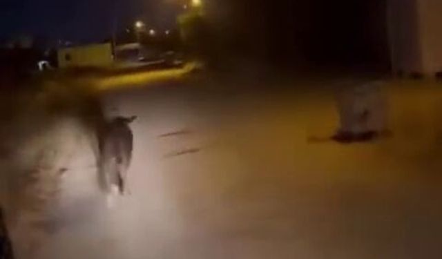 Sahibinin elinden kaçan angusu mahalleli yakaladı