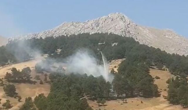 Saimbeyli'de orman yangını büyümeden söndürüldü