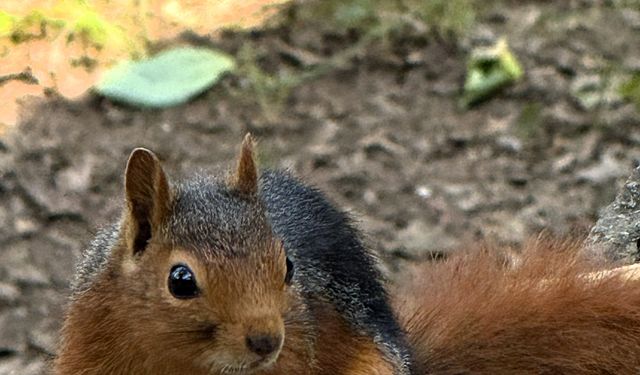 Yayla evinin bahçesine inen sincap, yiyecek ararken görüntülendi