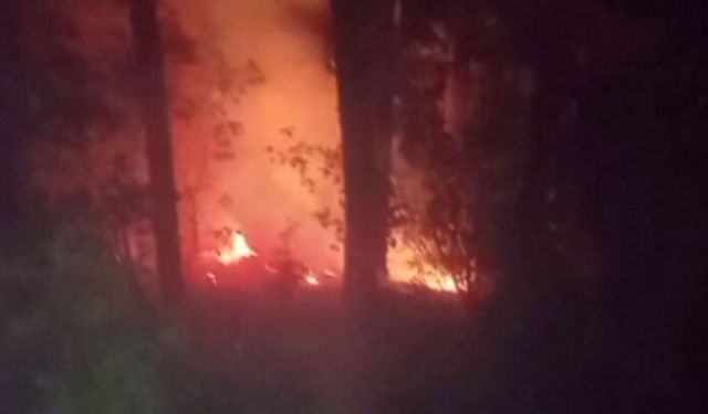 Alanya'da orman yangınında 2 dönüm alan zarar gördü