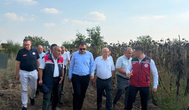 Düziçi'nde ayçiçek hasadı