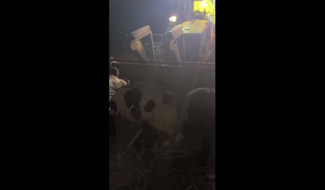 Hatay'da bataklığa saplanan inek kurtarıldı