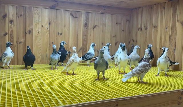 Kuş tutkunu, kümeste 'servet' besliyor