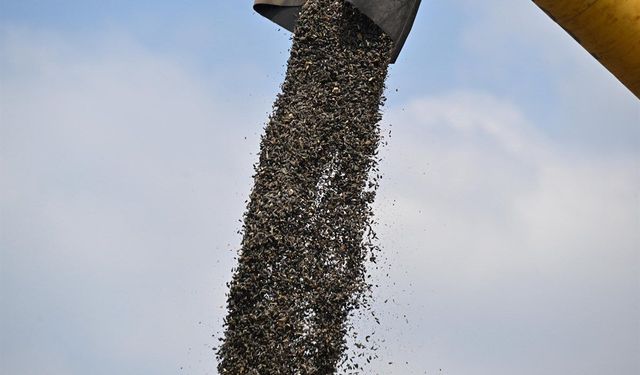 Osmaniye'de ayçiçeğinde 44 bin 650 ton rekolte bekleniyor