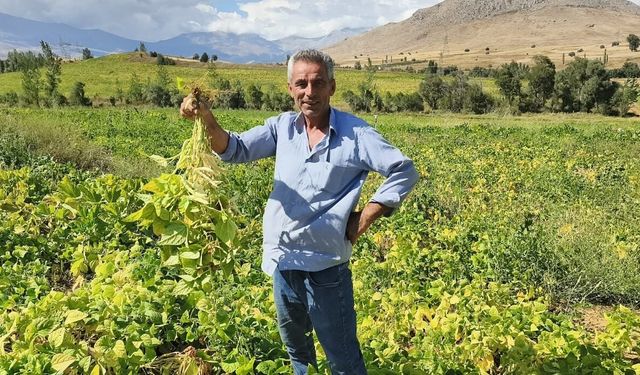 Adana'da fasulye hasadı başladı
