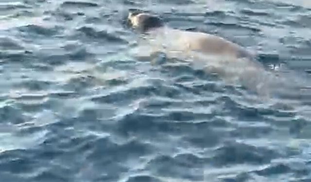 Alanya'da deniz yüzeyinde görülen fok, cep telefonu kamerasında