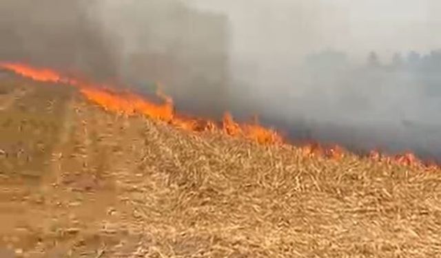 Anız yangınında alevlerin arasında kalan tilki öldü