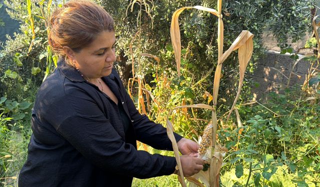 Atalık tohumları gelecek nesillere taşıyor
