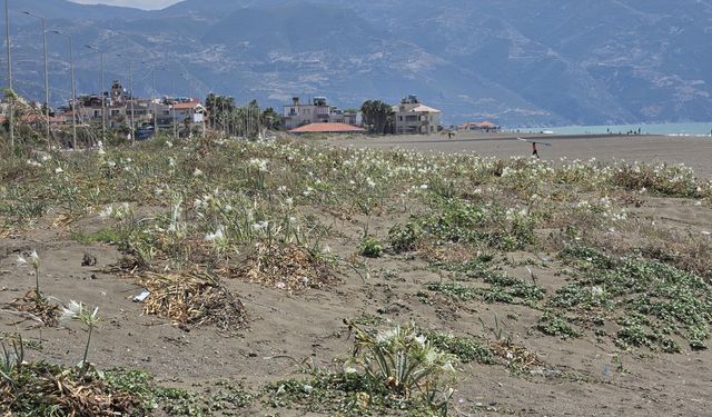 Hatay sahilini kum zambakları süsledi; koparana 699 bin TL ceza