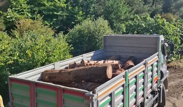 Hatay'da ormanlık alanda kaçak kesim yapanlar yakalandı