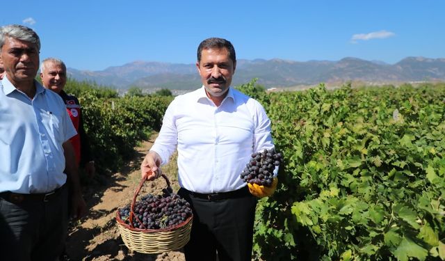 Hatay'da üzüm hasadı başladı; 85 bin ton rekolte bekleniyor