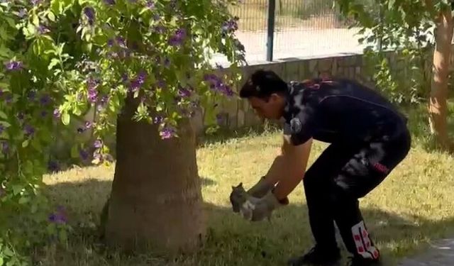 Havalandırma boşluğuna düşen yavru kedileri itfaiye kurtardı