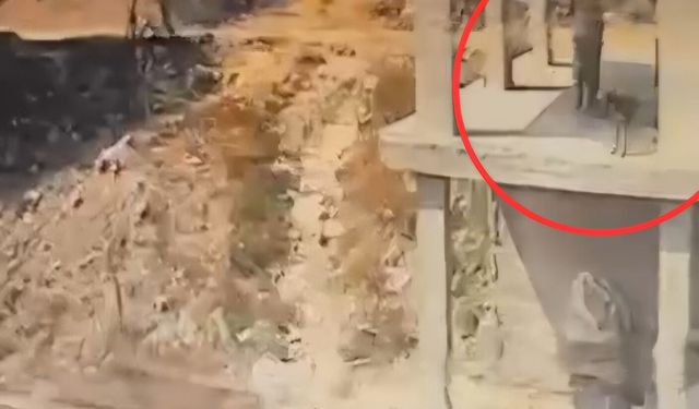 İnşaatta yatan köpeğe sopayla şiddet uyguladı; o anlar kamerada