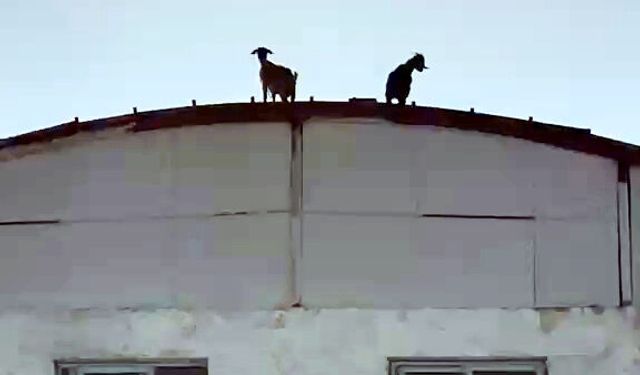 Keçiler, 3 katlı inşaatın çatısına çıktı