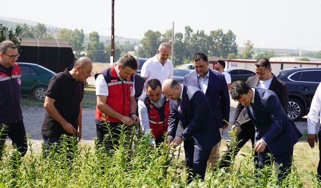 Osmaniye, susam üretiminde Türkiye 8'incisi