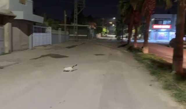 Ağaçta 24 saat mahsur kalan kedi kurtarıldı