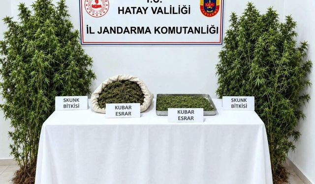 Hazine arazisinde uyuşturucu yetiştiren şüpheli tutuklandı