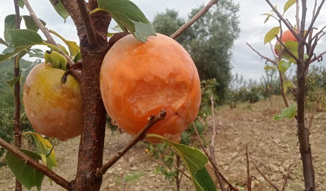 Kozan'da fırtına, hurma bahçelerine zarar verdi