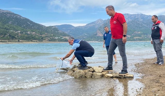 Kozan'da yavru sazanlar su kaynaklarıyla buluşturuldu