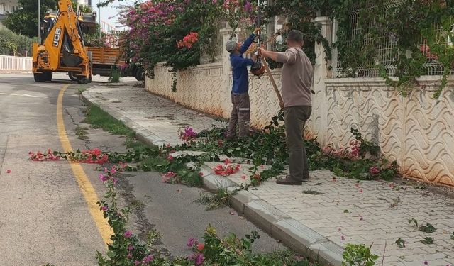 Toroslar'da ağaç budama ve bakım çalışmaları sürüyor