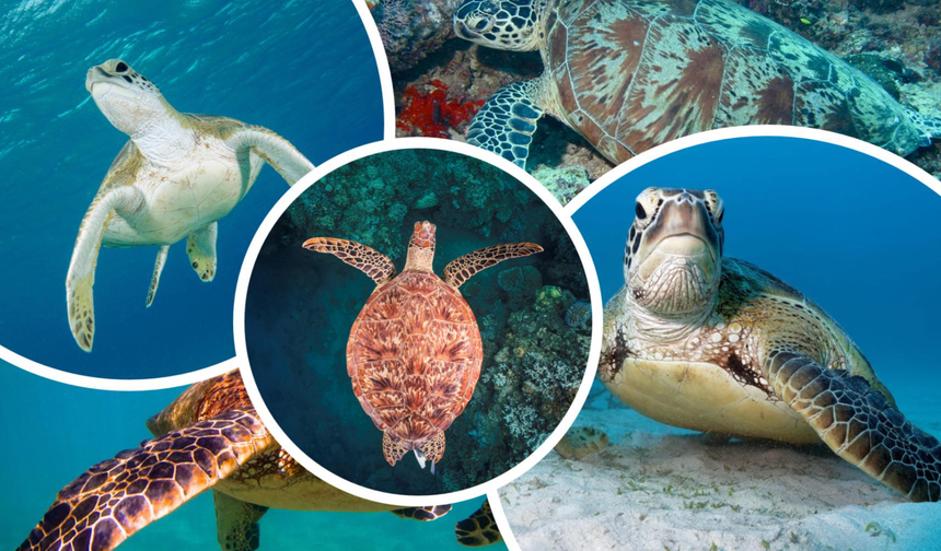 Denizin Sessiz Sakin Sembolü: Deniz Kaplumbağası!