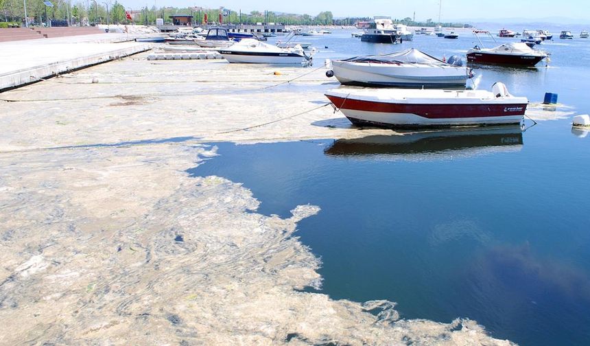 Beykoz Açıklarında Müsilaj Artışı: Deniz Çayırlarında Endişe Verici Gelişme
