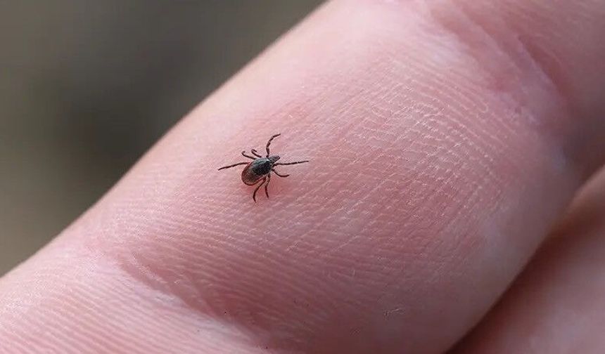 Kene Isırığında Yapılan Bu Hata Tehlikeyi Büyütüyor - Uzmanlar Yanlış Bilinen Yöntemleri Tek Tek Açıkladı