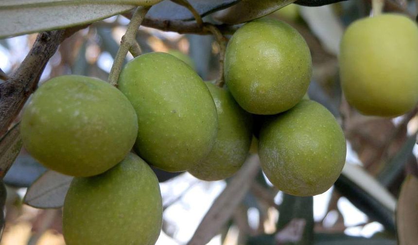 Mersin Mut’ta 120 Bin Ton Zeytin Rekoltesi Bekleniyor