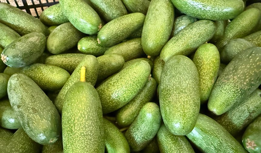 Alanya avokadosunda rekolte beklentisi 150 milyon adet