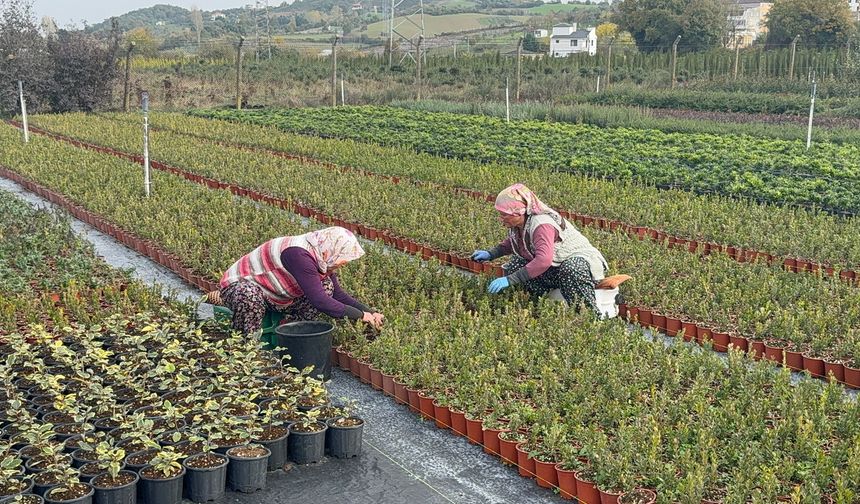 Baba mesleğini süs bitkileri ihracatı ile sürdüren mühendis Nihal, kadın çiftçilerle çalışıyor