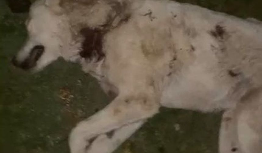 Samsun'da ölü bulunan 9 köpekten alınan doku örnekleri teste gönderildi