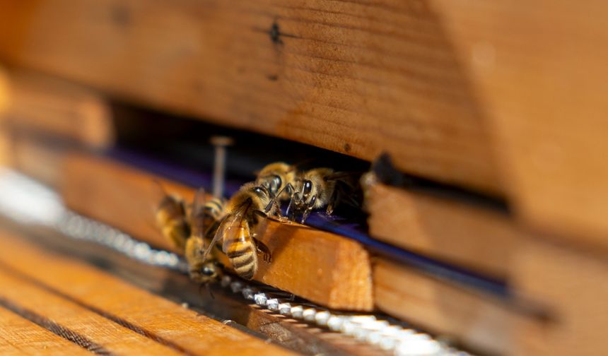 Yenişehir Belediyesi’nden Türkiye’de Bir İlk: Arı Merası Kuruldu
