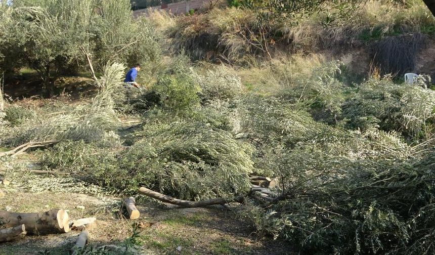 Mersin Toroslar’da Ağaç Kesimi Gerginliği