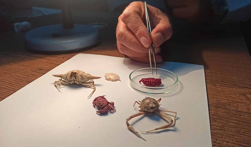 Türkiye kıyılarında ilk kez Hint-Pasifik kökenli 'Liomera rugipes' adlı yengeç görüldü