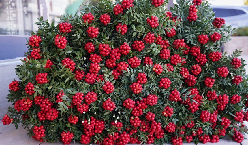 Yılbaşı çiçeği kokina 500 liradan başlayan fiyatlarla vitrinlerde