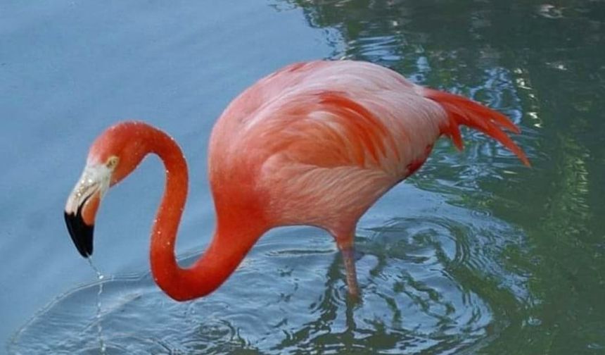 Mersin'de Göksu Deltası'nda göçmen kuş yoğunluğu