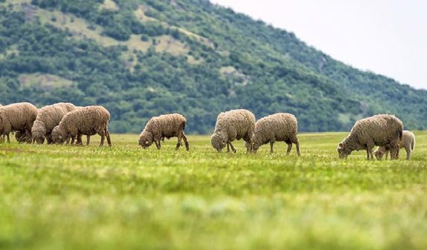 Mersin Çobanlık Mesleği Yeniden Canlanıyor