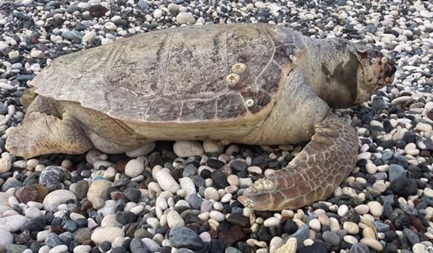 Erdemli Sahilinde Üzücü Manzara: Yetişkin Caretta Caretta Kıyıya Vurdu
