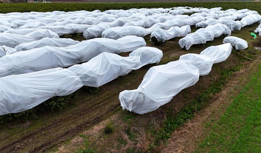 Mersin’de Çiftçiler Mahsullerine Kefen Değil, Don Önlemi Aldı