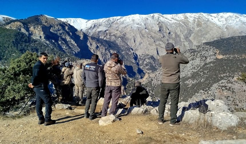 Çamlıyayla'da yaban keçileri