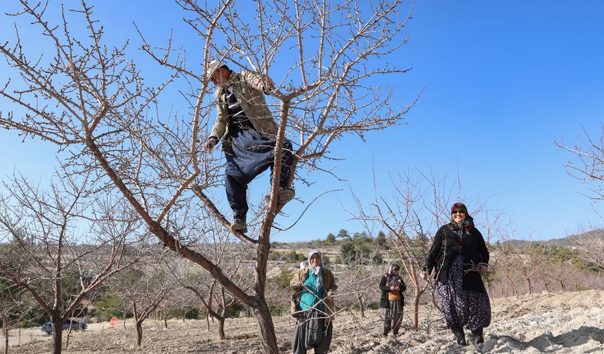 Mersin'de organik tarım yaygınlaşıyor